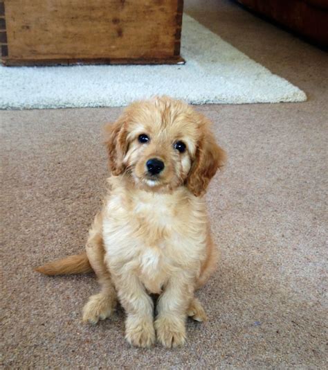 See more of goldendoodle puppies for sale on facebook. 19 week old Apricot CAVAPOO female puppy for sale ...