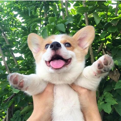 Cutest Corgis On Twitter Cute Corgi Corgi Puppy Puppies