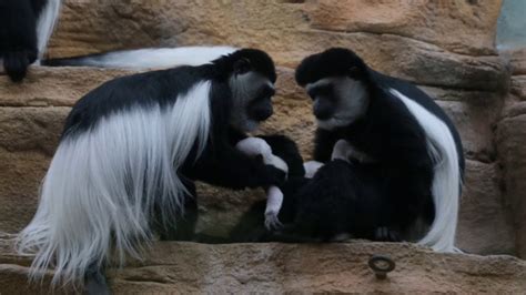 Video Baby Colobus Monkey Born At St Louis Zoo Youtube