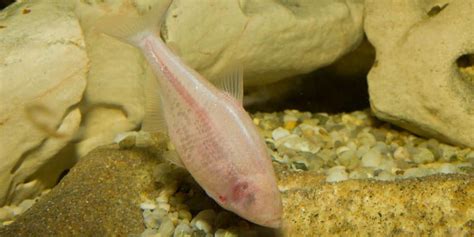 This Eyeless Fish Could Help Find A Cure For A Human Disease