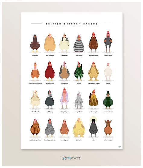 Chicken Poster Farm Animals Chicken Breeds By Alscouzensdesigns