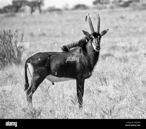 Sable Antelopes Black And White Stock Photos And Images Alamy