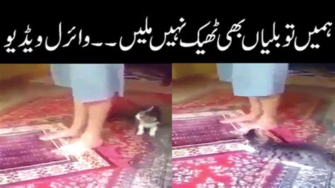 Pakistani Cat Vs Foreign Cats Funny 🤣 Youtube
