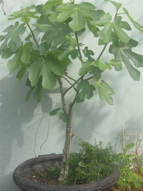 Fig Tree In Container Plants And Trees To Grow Outside