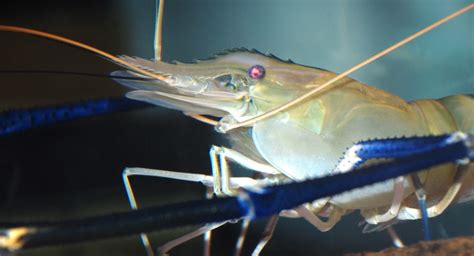 Researchers Breed Single Sex Shrimp Resistant To Disease Undercurrent News