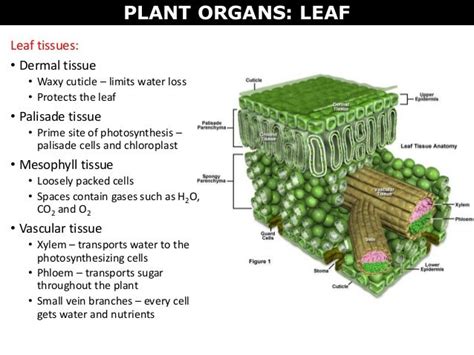 07 Plant Cells Tissues And Organs