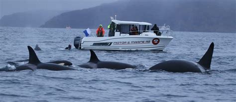 No Way Is This Responsible Whale Watching Norway Whale And Dolphin