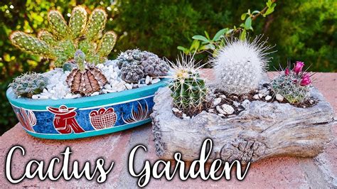 Also, try to use the other items such as unused ceramic bowls as the pot. HOW TO MAKE AN INDOOR CACTUS GARDEN/ JoyUsGarden - YouTube