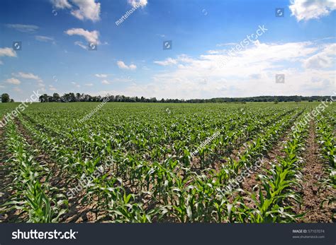 Corn Field Rows Stock Photo 57107074 Shutterstock