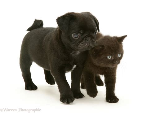 Black Pug Pup With Black Kitten