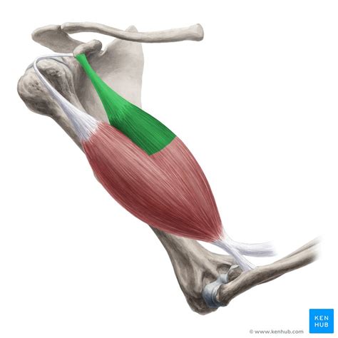 Biceps Brachii Muscle Anatomy Definition Function Kenhub