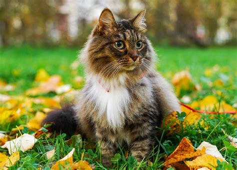 The 5 Most Popular Cat Breeds In The Us Purewow