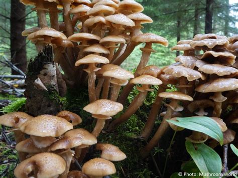 Armillaria Mellea Mushroom World