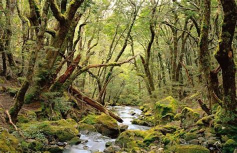 Tassie Forests Added To World Heritage Area Australian Geographic