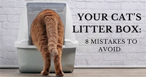 Your Cat’s Litter Box 8 Mistakes To Avoid