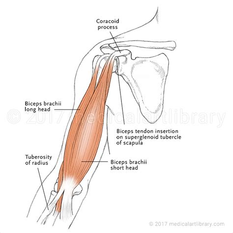 Biceps Muscular Anatomy