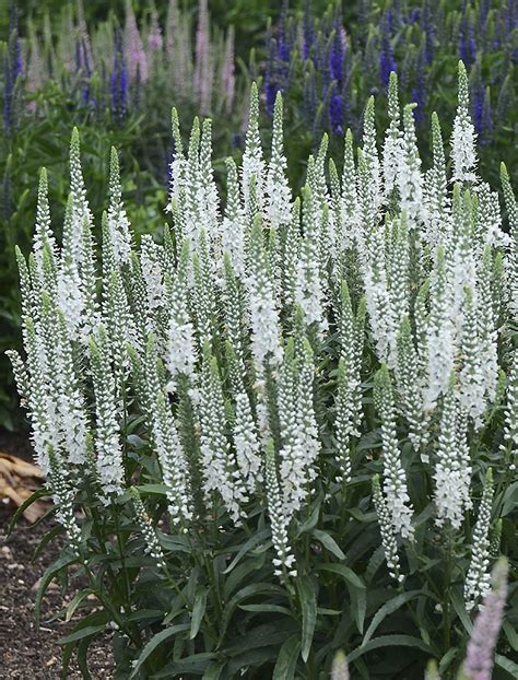 Here are all of the perennials we offer for hardiness zone 7: Magic Show® 'White Wands' - Spike Speedwell - Veronica ...