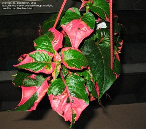 It is a widespread genus with most species occurring in the tropical americas, and others in asia, africa, and australia. PlantFiles Pictures: Alternanthera, Calico Plant, Joseph's ...