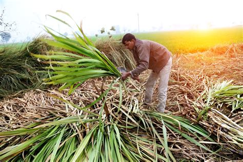 Sugar Cane Plantation Business A Guide