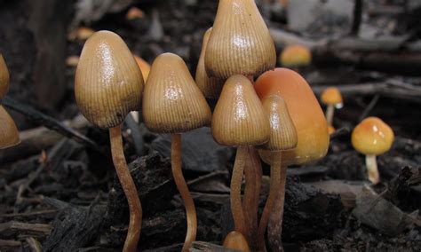 New York Lawmaker Files Bill To Decriminalize Psilocybin Mushrooms