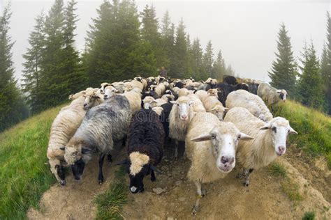 Sheep Grazing In Mist Editorial Stock Photo Image Of Alpine 78695033