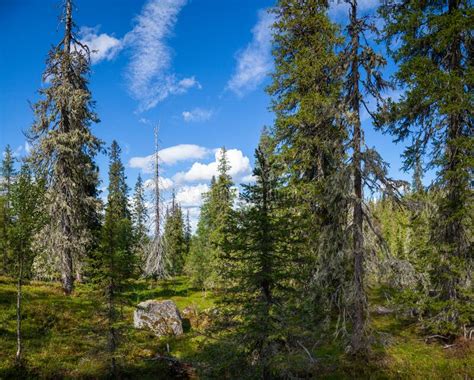 Trekking Wooden Path At Beautiful Wild Place Crossing A Dense Taiga