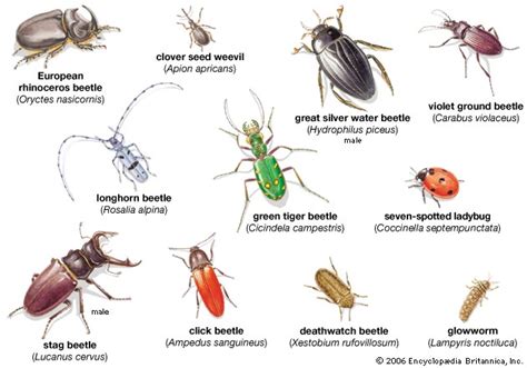 Different Types Of Beetles Bugs Trend Home Design And Decor
