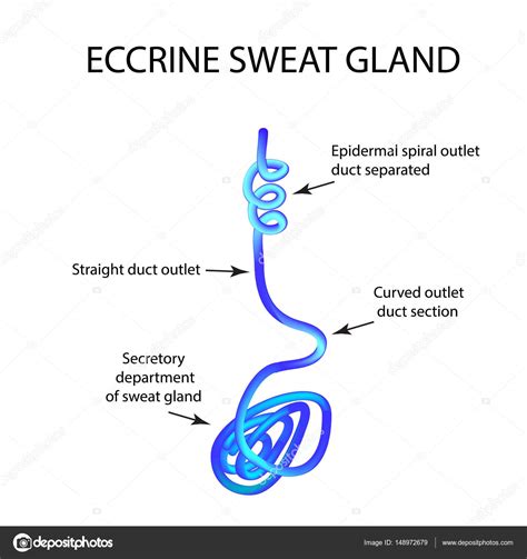 Structure Eccrine Sweat Gland Infographics Vector Illustration On