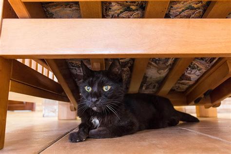 Why Is My Cat Hiding Under The Bed 7 Reasons And What To Do Pet Keen