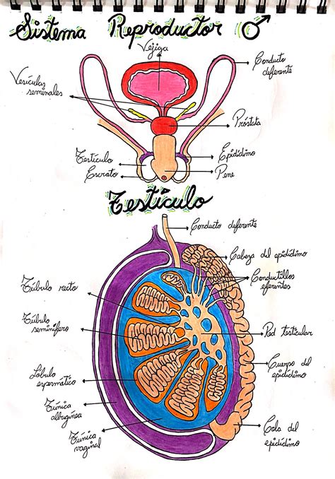Anatomia Sistema Reproductor Masculino Anatomia Sistema Reproductor Masculino El Aparato