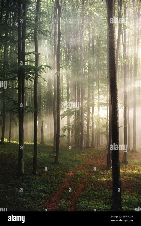 Foggy Forest In The Wilderness Landscape With Bright Sunlight Through