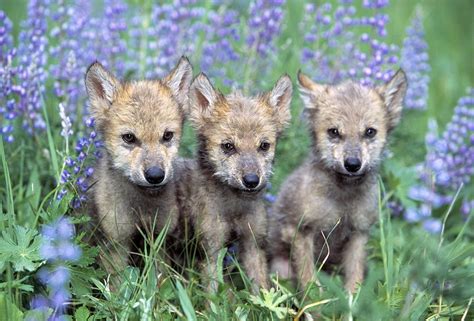 Three Wolf Pups Photograph By Natural Selection David Ponton