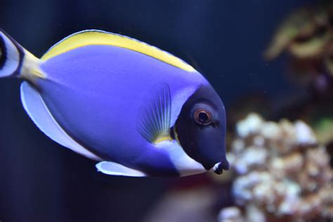 Blue Saltwater Fish Free Stock Photo Public Domain Pictures