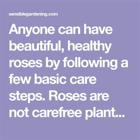 6 Steps To Healthy Roses Garden Guide Rose Gardening Tips