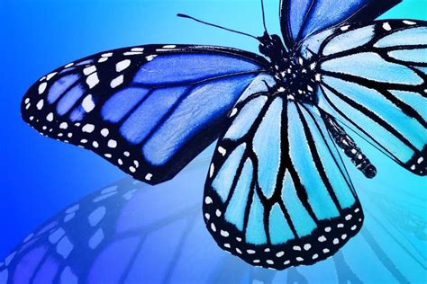 Blue Monarch Butterfly Spiritual Meaning Khepera Wellness