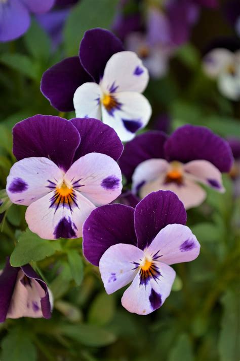 White Purple Pansies Pansy Flowers Spring Close Violet Blossom