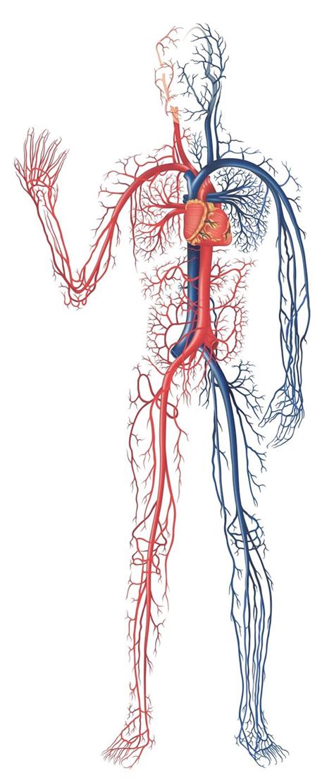 Cardiovascular System Diagram Unlabeled
