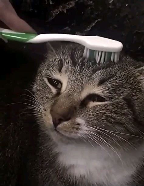 Petting A Cat With A Wet Toothbrush Supposedly Reminds Them Of Being
