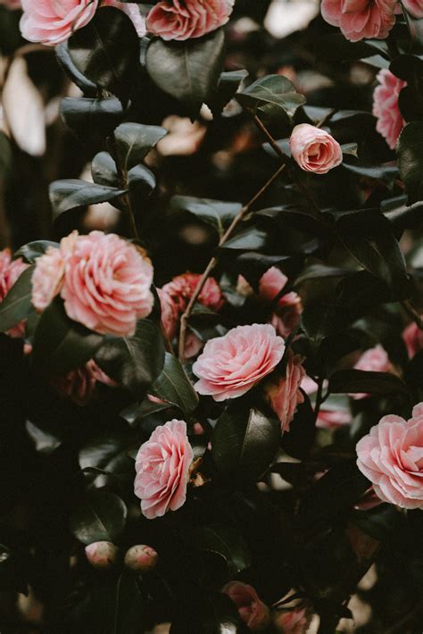 Pink Roses Aesthetic Wallpapers Wallpaper Cave