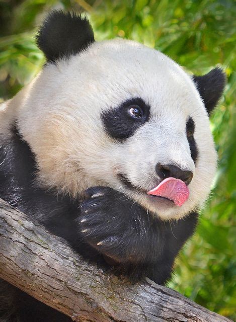 ~~tongue Fu Panda By Stinkersmell~~ Panda Bebe Cute Panda Panda Panda