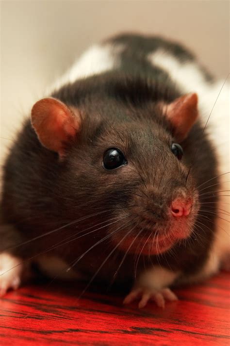 Free Images Mouse Pet Mammal Closeup Rodent Rat Whiskers