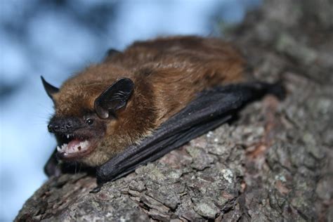 Big Brown Bat Mammals Of Texas · Naturalista Mexico