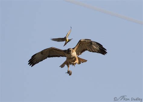 a plucky western kingbird attacks a red tailed hawk carrying a vole as the hawk passed too close