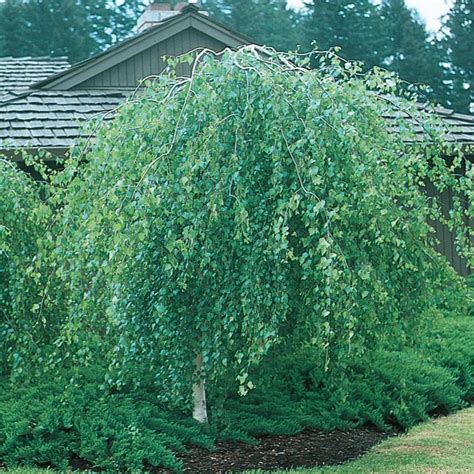 875 Gallon Weeping Youngs European White Birch Feature Tree In Pot