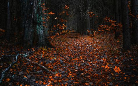 2880x1800 Forest Leaves Autumn 8k Macbook Pro Retina Hd 4k Wallpapers