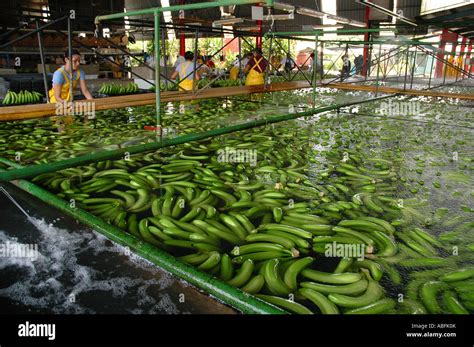 Workers Process Freshly Harvested Bananas At A Dole Banana Plantation