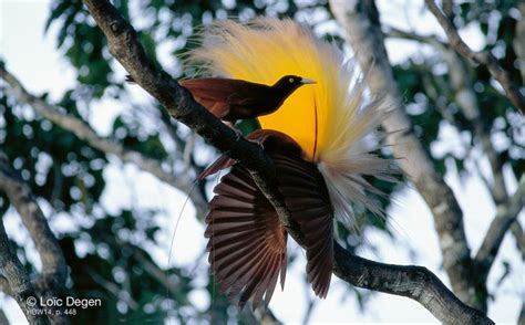 The Magnificent Greater Bird Of Paradise Charismatic Planet Greater Bird Of Paradise Birds