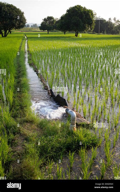 Pumped Water Irrigating Rice Paddy Fields Andhra Pradesh India Stock