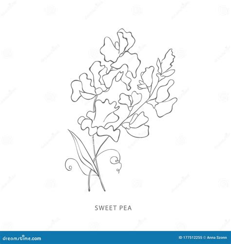 Hand Drawn Sweet Pea Flowerplant Design Elements Stock Vector
