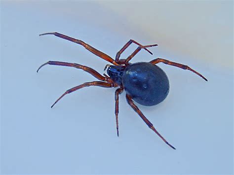 Mikes Cornwall The False Widow Spiders In Cornwall